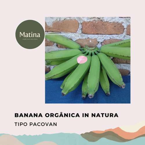 Banana verde tipo Pacovan